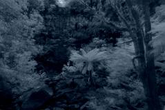 ga_Otways_2K0C4889_ss