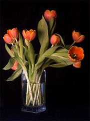 ga_tulips_P5103756