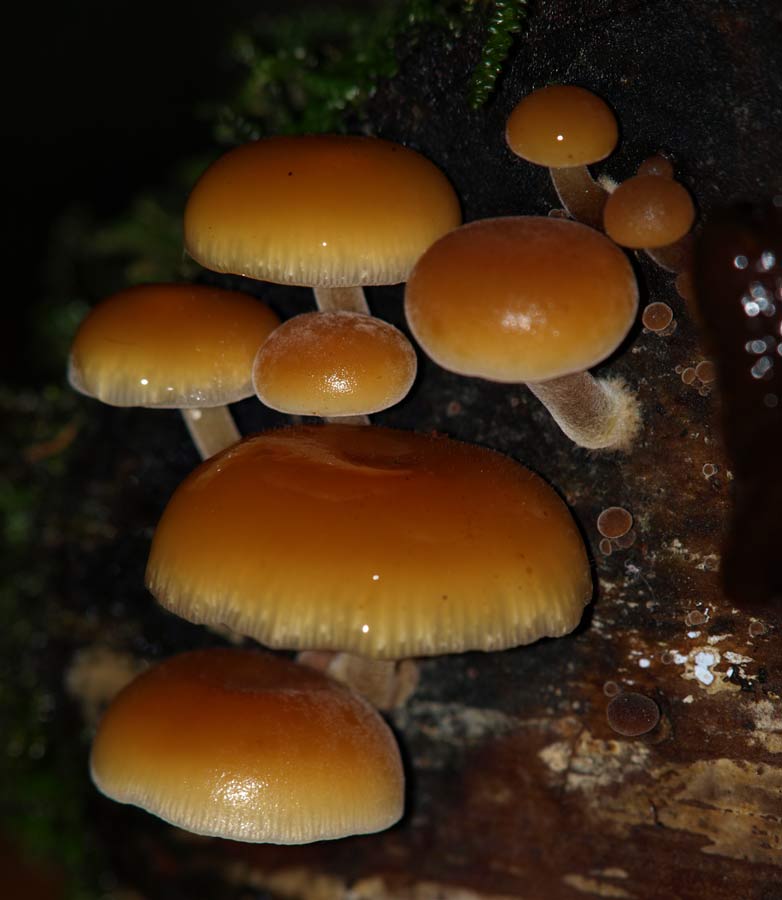 ga_Otways_GA240822.jpg - Toadstools on a tree in a very dark rainforest. Olympus E510 built-in flash with lens at 200mm focal lenth, f/8 at 1.2m, ISO 100. Frame cropped slightly. These were only about 1-2cm each in size - love this lens!