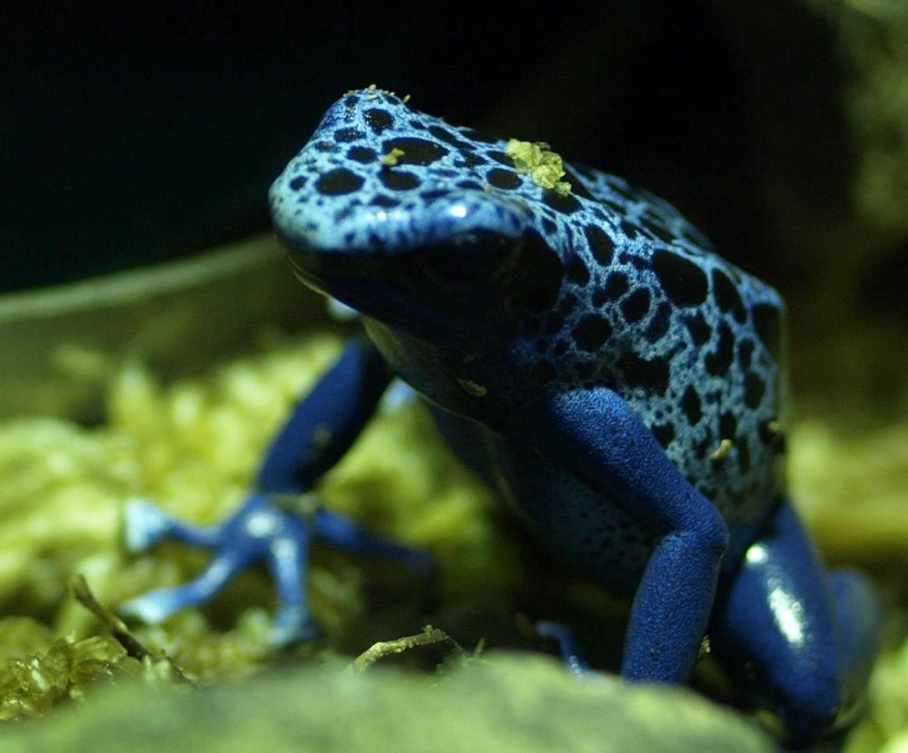 Frog_GA091727.jpg