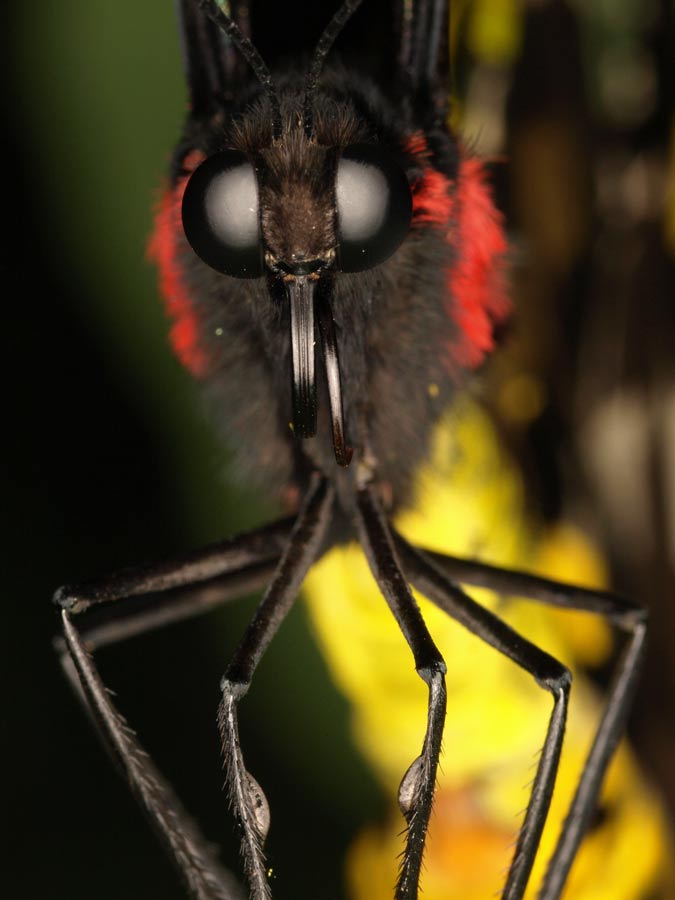 Butterfly_GA091608.jpg - Butterfly eyes. Olympus ZD 50mm macro with 2x TC for 1:1 macro. Ring flash.