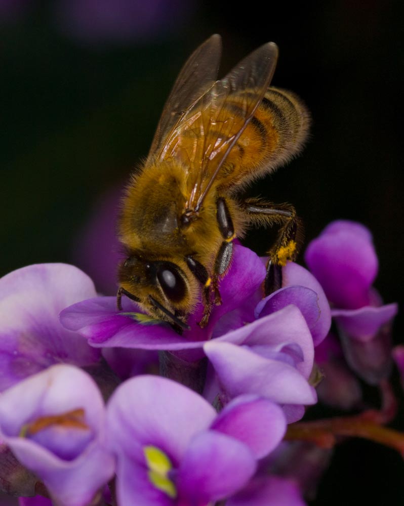GA241409_crop.jpg - Olympus E510, ZD 50mm macro lens + TC20 teleconverter and ring flash.