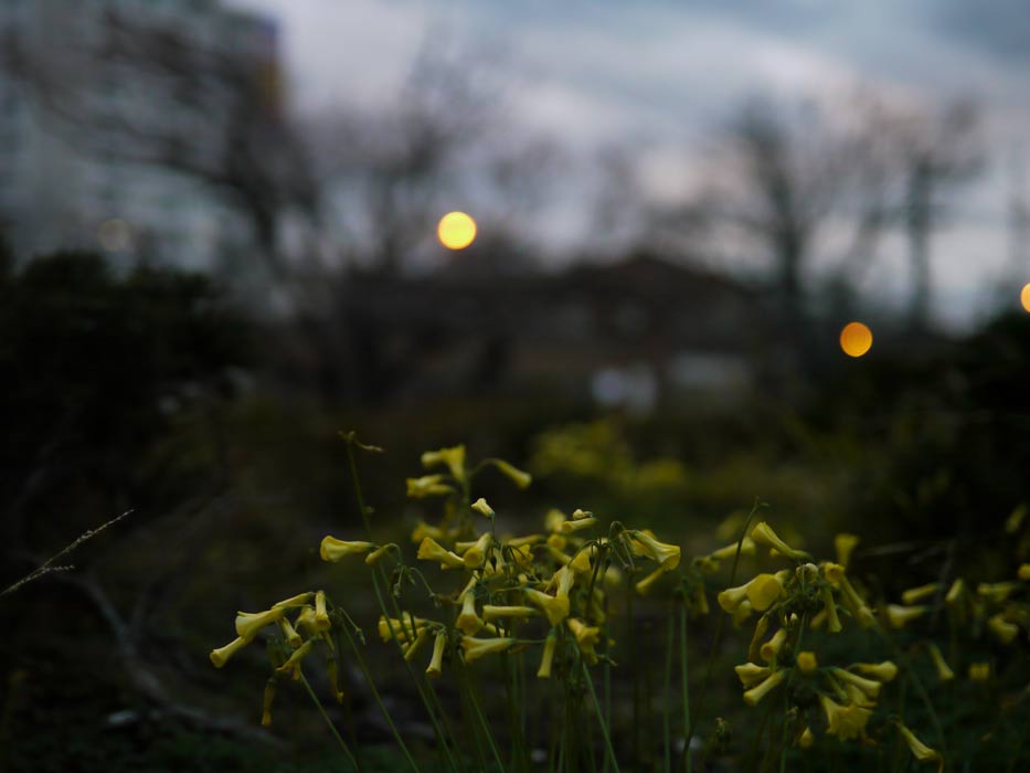 P1010798.jpg - 25mm f1.4 ISO 800. No PS. AWB, under-exposed intentionally to show the bokeh of the background lights at dusk.