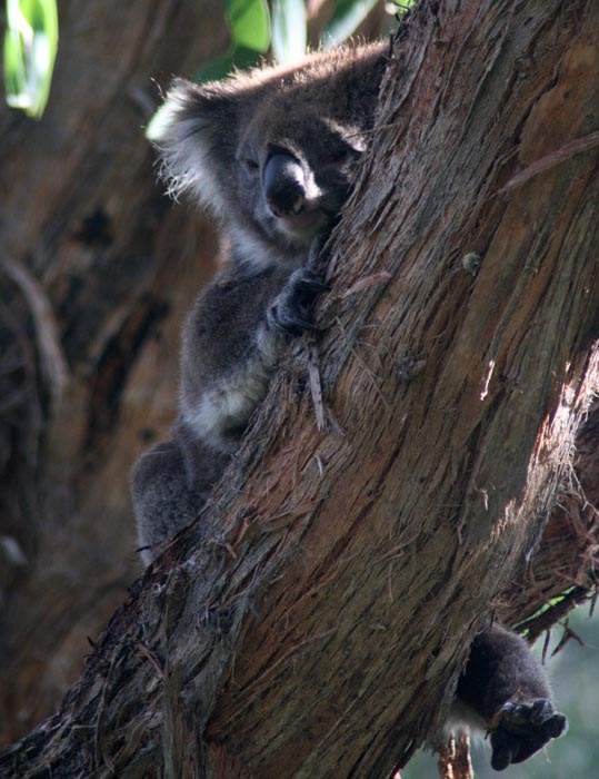 ga_Koala_Tamron_2K0C4367.jpg - Australia's koala in the wild in the Otways - Tamron 200-400mm