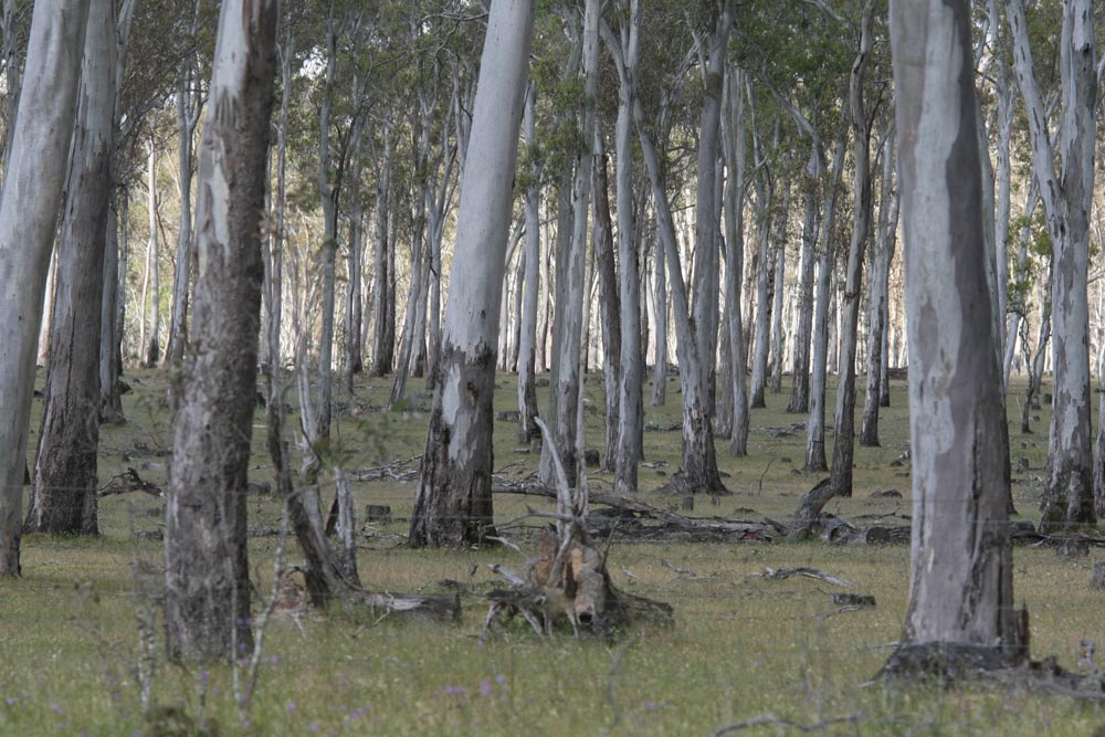ga_Grampians_2K0C2634.jpg - Grampians eucalypt forest