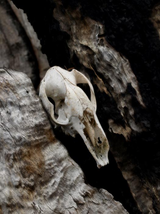 ga_skull_GB080068.jpg - Kangaroo skull in bushfire burnt woods