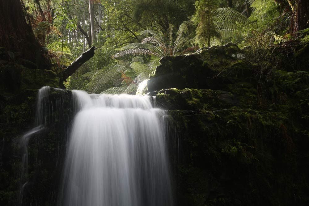 ga_Otways_2K0C6559.jpg - Otways, Victoria