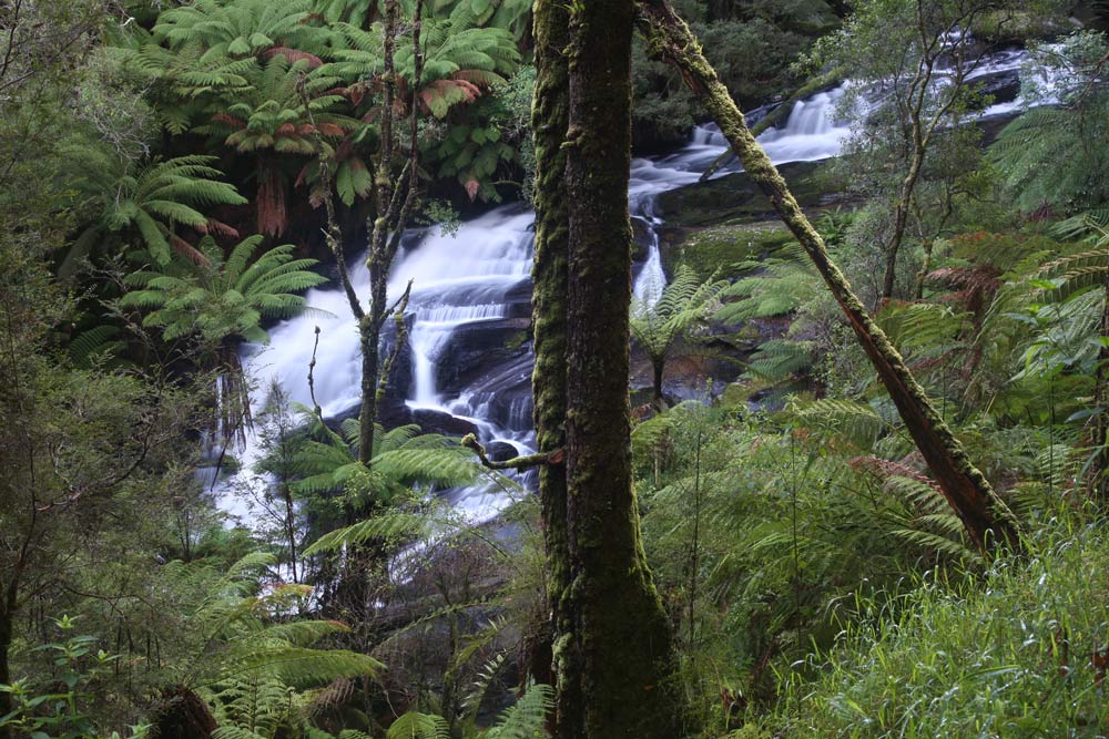 ga_Otways_2K0C6667.jpg - Otways, Victoria