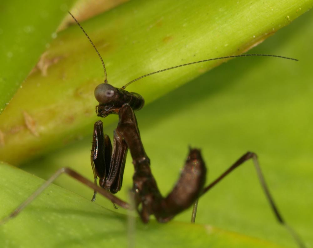 BabyMantis_GA302330.jpg - Found this tiny critter, only about 5-10mm long, almost missed him. Could it be a baby praying mantis? Olympus ZD 50mm macro with 2x TC for 1:1 macro. Ring flash.