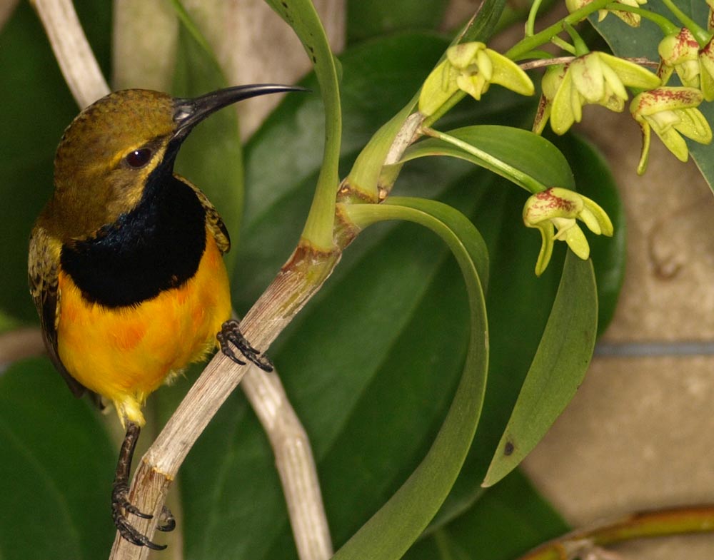 Bird_GA091591.jpg