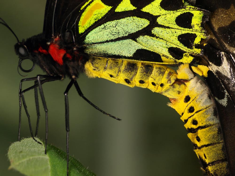 ButterfliesMating_GA091598.jpg