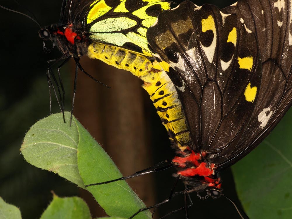 ButterfliesMating_GA091610.jpg - dance with me ... hmmm... I think the prettier one is the male!