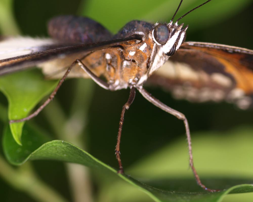 Butterfly_GA091577.jpg - now let's see if I can balance on this thing....still got a hangover from last night...forgot my makeup, eyes still bloodshot.the short life of a butterfly...