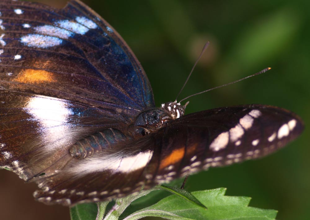 Butterfly_GA091583.jpg