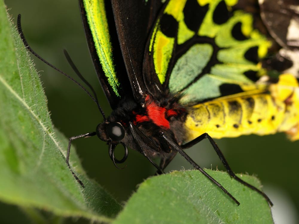 Butterfly_GA091637.jpg