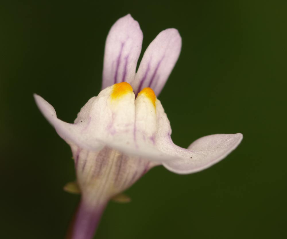 Flower_GA302300.jpg - Tiny flower. Olympus ZD 50mm macro with 2x TC for 1:1 macro. Ring flash.