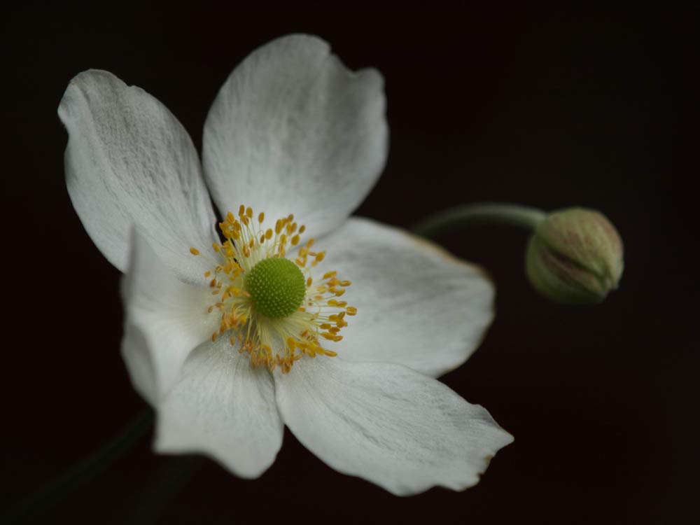 GA200718.jpg - Hand held in shade from 1.2m; Olympus E510 with 50-200mm f/2.8-3.5 lens.