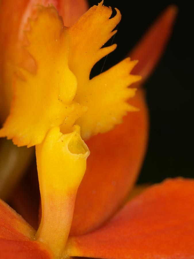 GA302333.jpg - Tiny flower - presumably carnivorous by the look of it. Olympus ZD 50mm macro with 2x TC for 1:1 macro. Ring flash.