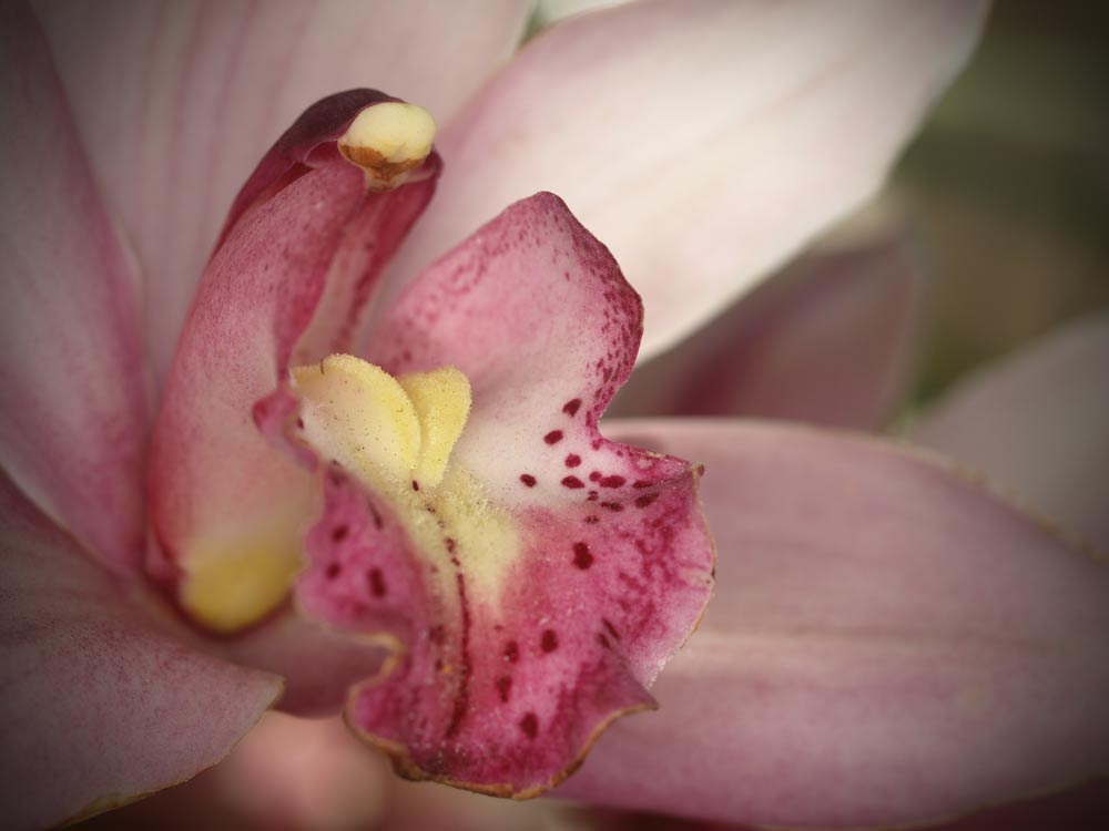 Mimicry_GA162575.jpg - Orchid. Olympus E510, ZD 50mm macro lens + Olympus Ring Flash.