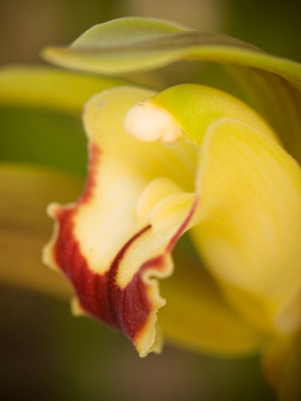 Mimicry_GA162583.jpg - Orchid. Olympus E510, ZD 50mm macro lens + Olympus Ring Flash.