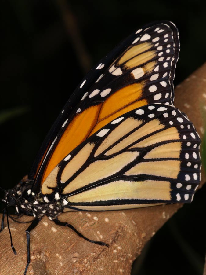 Monarch_GA091621.jpg - Monarch butterfly