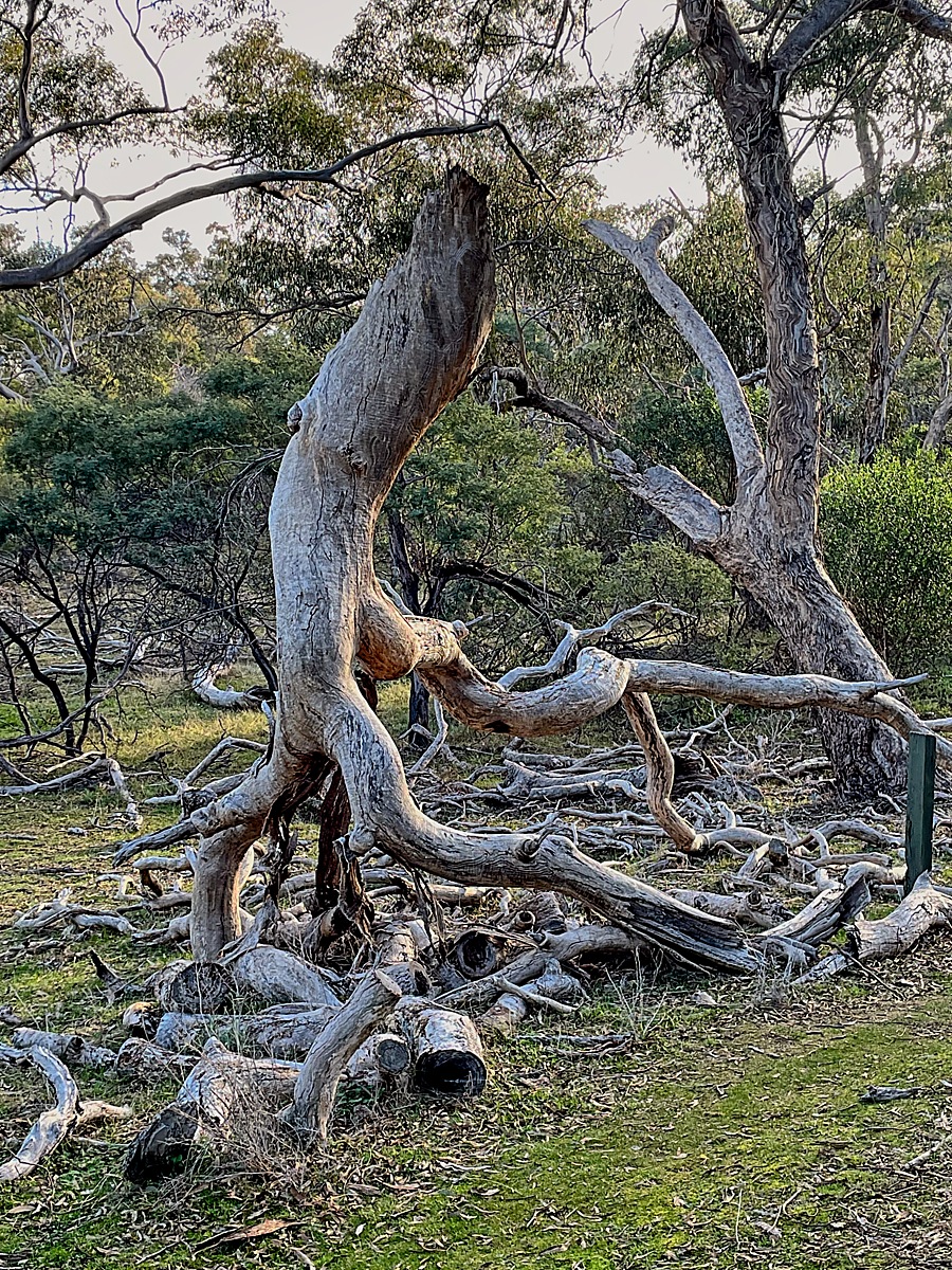 www.ayton.id.au_gary_photos_campsites_melville_southernwalk_img_0933_1200px_00.jpg