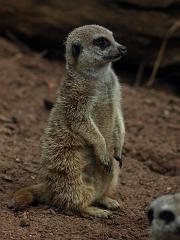 ga_Meerkat_OM200_GB301295