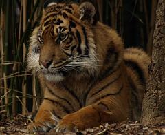 ga_SumatranTiger_GA091568