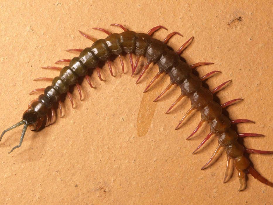 ga_centipede_GB201054.jpg