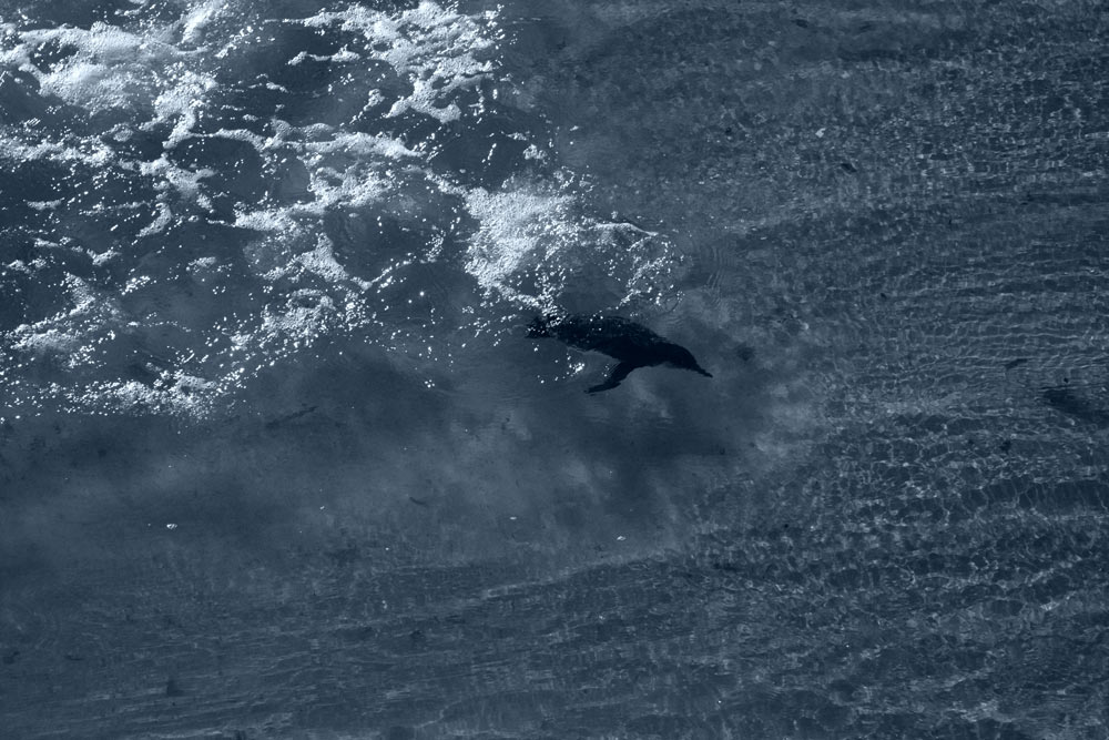 ga_Penguin_2K0C6936.jpg - Fairy penguin frolicking near a pier at Flinders, Victoria, chasing small fish at the head of a wavelet.