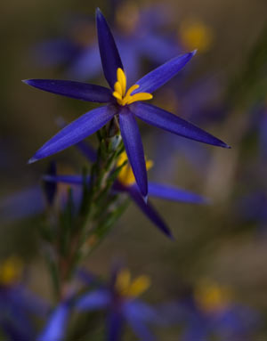 www.ayton.id.au_gary_photos_small_ga_grampians_flower1.jpg www.ayton.id.au_gary_photos_small_ga_grampians_flower1.jpg