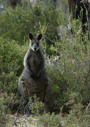 www.ayton.id.au_gary_photos_small_ga_grampians_wallaby.jpg www.ayton.id.au_gary_photos_small_ga_grampians_wallaby.jpg