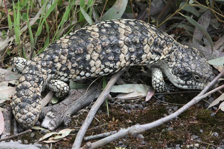 www.ayton.id.au_gary_photos_macro_lizard_2k0c2633.jpg www.ayton.id.au_gary_photos_macro_lizard_2k0c2633.jpg
